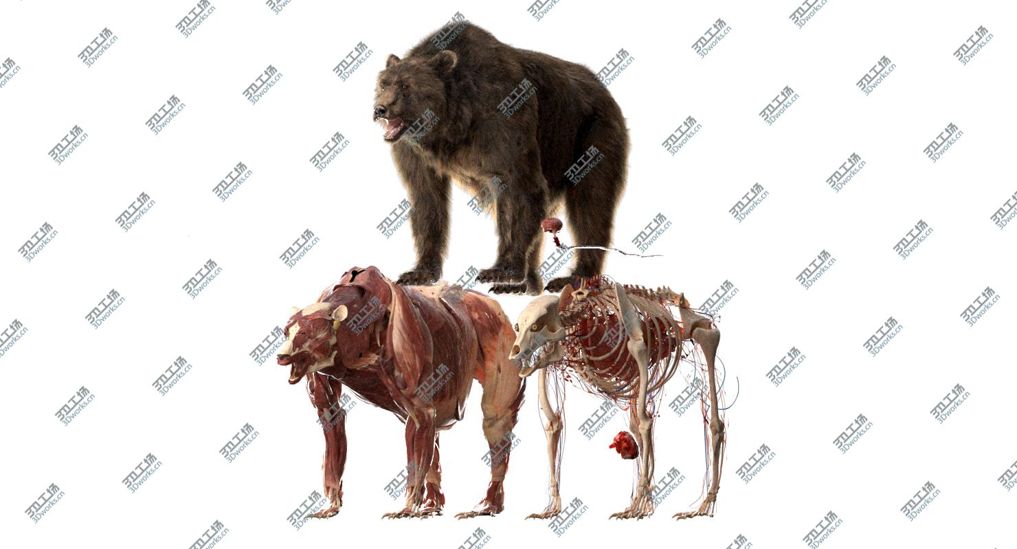 images/goods_img/202104094/3D Bear Anatomy (Fur) model/3.jpg